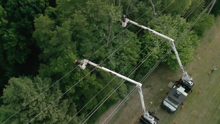 Berkley, CO Tree Care Services Company